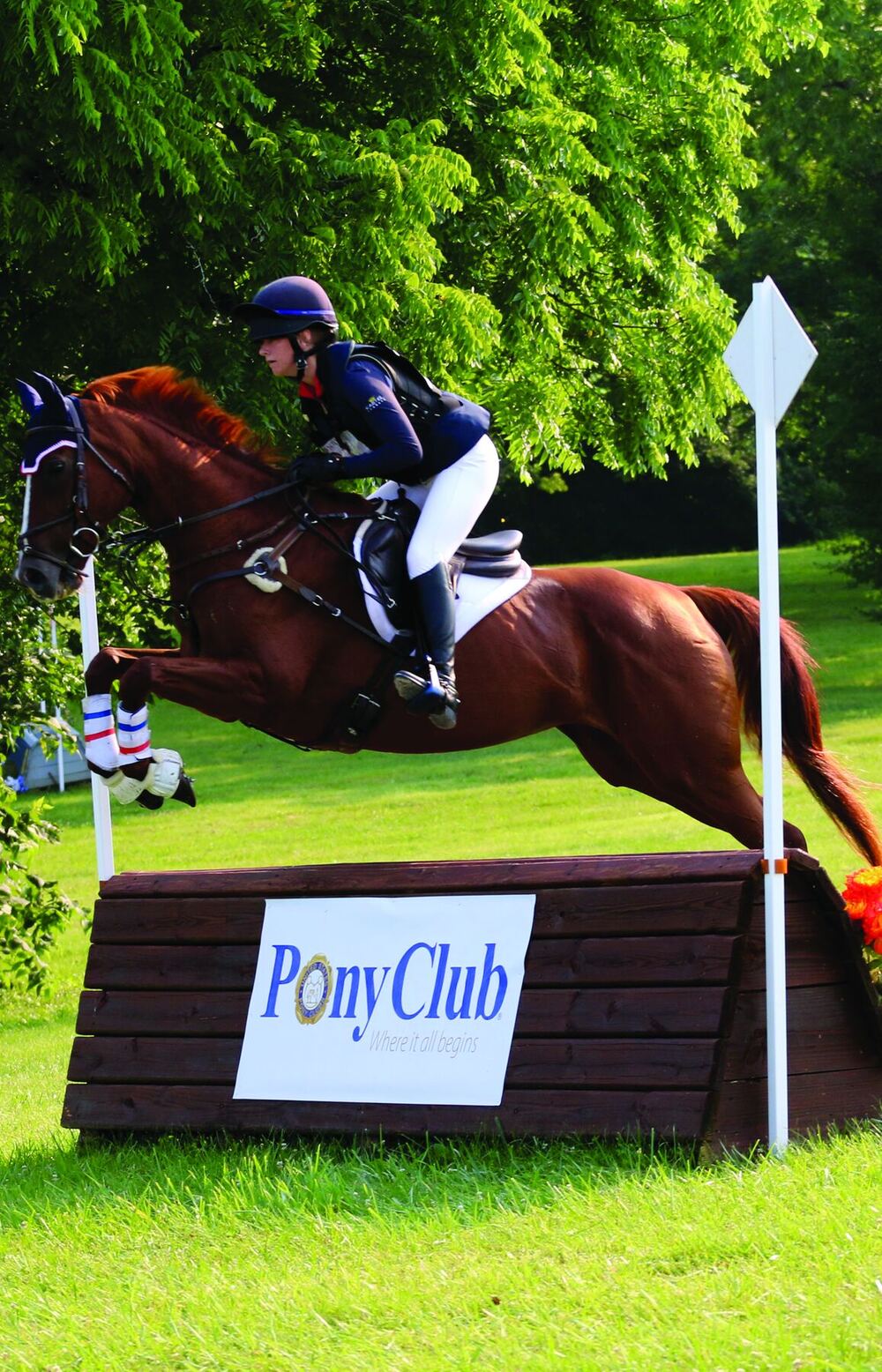 A rider on a chestnut horse jumping a cross-country fence marked Pony Club
